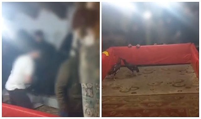 Horoz dövüşü yapan 23 kişiye ceza yağdı!