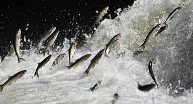 İnci kefali göçü bu yıl daha bereketli olacak