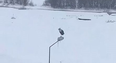 Kar ve soğuk leyleği engellemedi