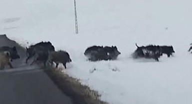 Karlı arazide ilerleyen domuz sürüsü görüntülendi