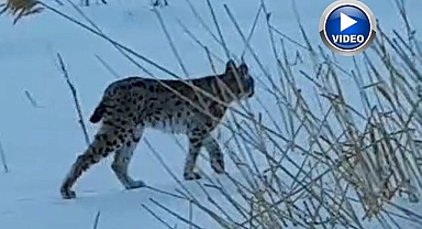 Karlı arazide vaşak görüldü