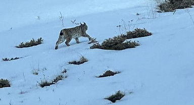 Karlı arazide vaşak kamerada