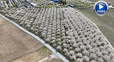 Kayısı bahçelerini çiçek bastı