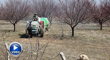 Kayısıda kritik bakım dönemi