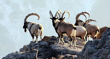 Keban Barajı'nda sürü halinde dağ keçileri görüldü