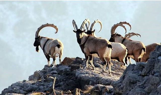 Keban Barajı'nda sürü halinde dağ keçileri görüldü