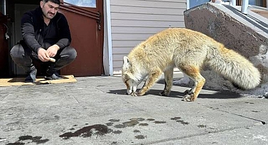 Kışın ortasında yaban hayatına destek