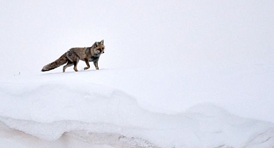 Kızıl tilkiler karla kaplı arazide yiyecek aradı