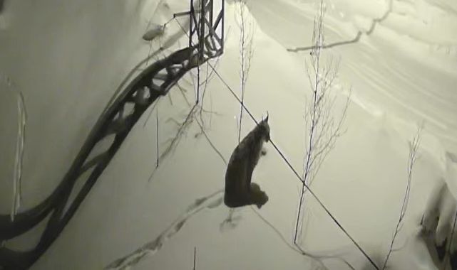 Köye inen vaşak yiyecek aradı