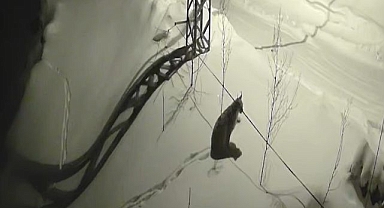 Köye inen vaşak yiyecek aradı