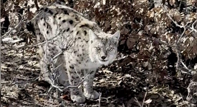 Köyün içerisine giren vaşak görüntülendi
