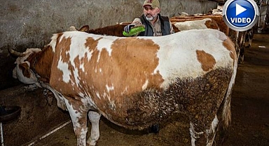 Köyüne dönen mühendis hayvancılık yapıyor 