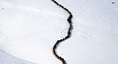 Küçükbaş hayvanların 