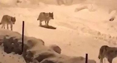 Kurt sürüsünü kürekle kovaladı 