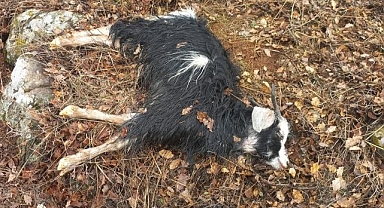 Kurtlar ağıldan kaçan sürüye saldırdı