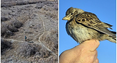 Kuş cennetinde tür çeşitliliği artıyor