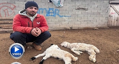 Kuzular bir anda telef oluyor