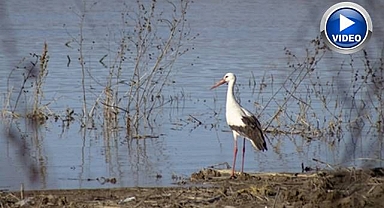 Leylekler baharla birlikte döndü