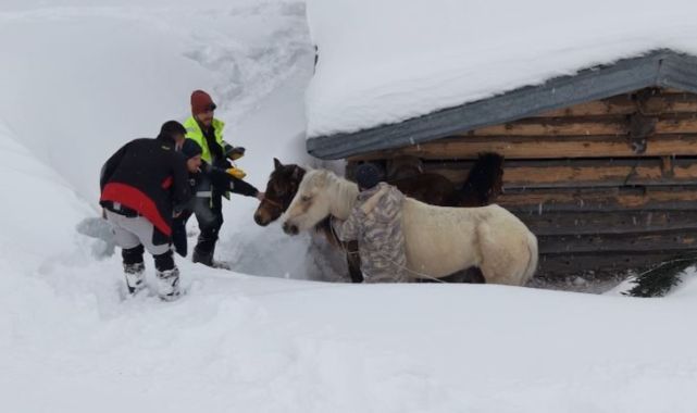 Mahsur kalan atlar böyle kurtarıldı...