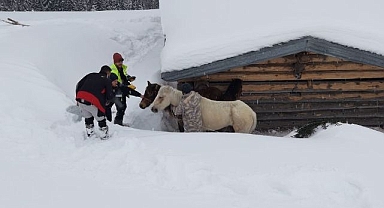 Mahsur kalan atlar böyle kurtarıldı...