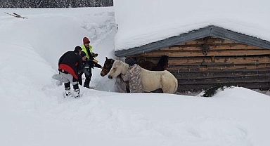 Mahsur kalan atları köyün gençleri kurtardı