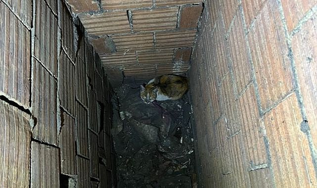 Mahsur kalan kedi için ekipler seferber oldu