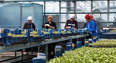 Milyonluk fide üretimiyle sebzecilik destekleniyor