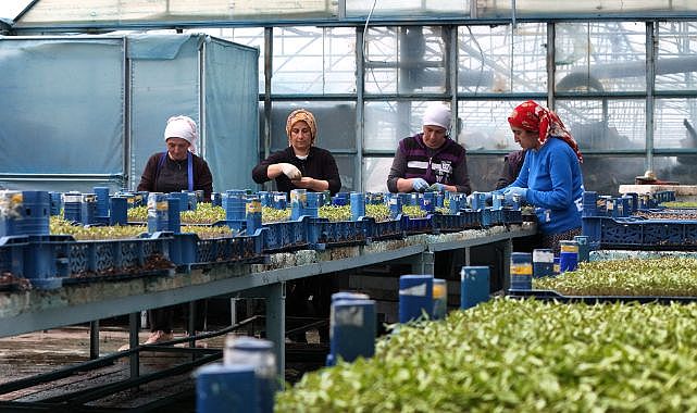 Milyonluk fide üretimiyle sebzecilik destekleniyor