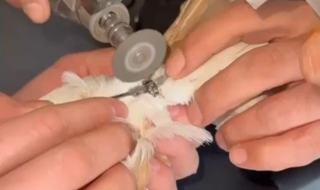 Minik canı özgürlüğüne kavuşturdular