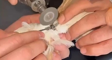 Minik canı özgürlüğüne kavuşturdular