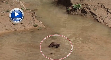 Nesli tehdit altındaki su samuru görüntülendi   
