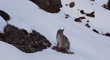 Nesli tehlike altındaki vaşak görüldü