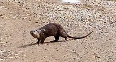 Nesli tükenmekte olan su samuru görüntülendi