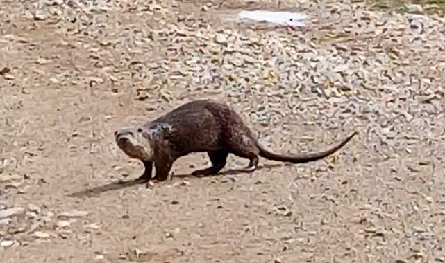 Nesli tükenmekte olan su samuru görüntülendi