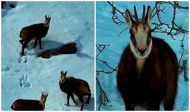 O ilde Şamua sürüsü görüntülendi 