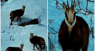 O ilde Şamua sürüsü görüntülendi 