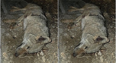 Otomobilin çarptığı kurt telef oldu