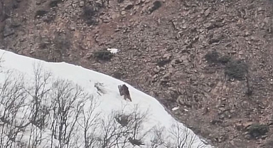 Oyun oynayan ayılar görüntülendi
