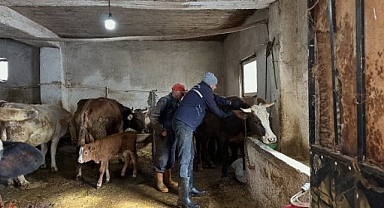 Şap alarmı! O ilçede aşılama tamamlandı 