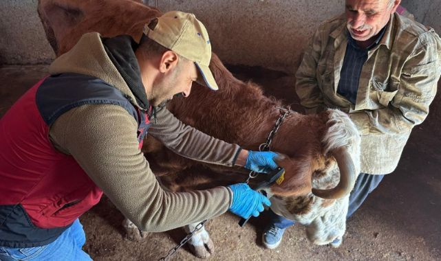 Şap aşılama kampanyası sürüyor
