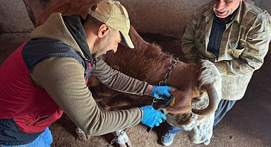 Şap aşılama kampanyası sürüyor