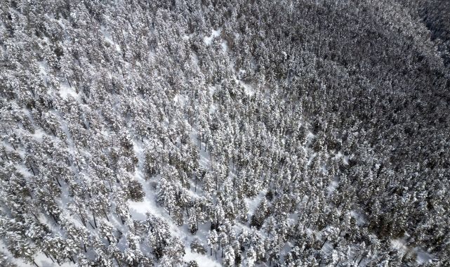Sarıçam ormanları dronla görüntülendi