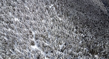 Sarıçam ormanları dronla görüntülendi