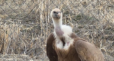 Şifa bulan kanatlar özgürlüğe hazır