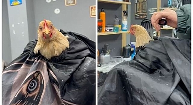 Sosyal medya akımına katıldı! Tavuk tıraş edip bayrama hazırladı   