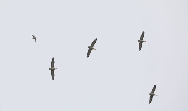 Uçabilen ağır kuşlardan tepeli pelikan görüntülendi