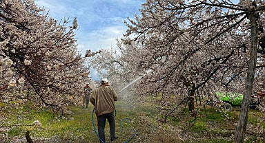 Üreticilerin ilaçlama mesaisi 