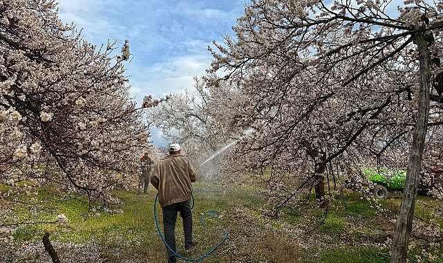 Üreticilerin ilaçlama mesaisi