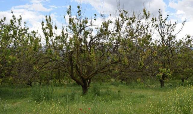 Üreticilerine monilya hastalığı uyarısı   