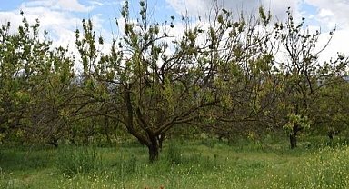 Üreticilerine monilya hastalığı uyarısı   